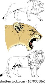 big lion with the mane is painted with ink by hand