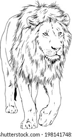 big lion with the mane is painted with ink by hand