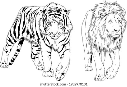 big lion with the mane is painted with ink by hand