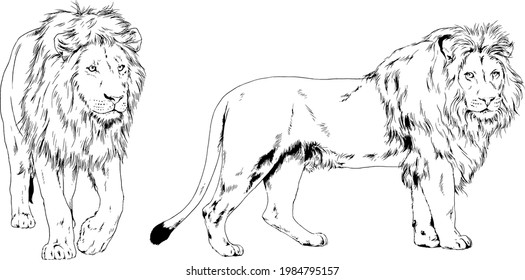 big lion with the mane is painted with ink by hand