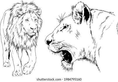 big lion with the mane is painted with ink by hand