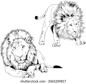 big lion with the mane is painted with ink by hand