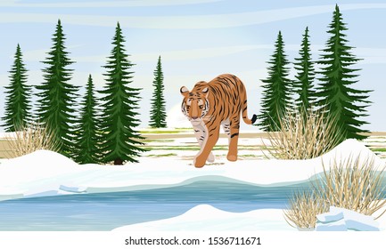 Big lonely tiger by the river in winter. Spruce trees and dry grass. Animals of Asia. Panthera tigris. Big cats. Predatory mammals. Realistic vector landscape