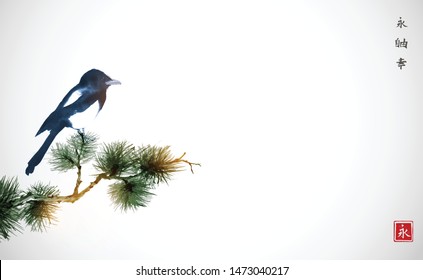 Big magpie bird sitting on pine tree branch. Traditional oriental ink painting sumi-e, u-sin, go-hua on white background. Hieroglyphs - eternity, freedom, happiness