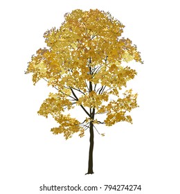 Big maple with yellow leaves in the fall, the color vector image on a white background