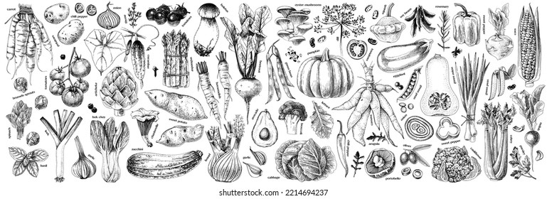 Big monochrome set of colored vegetables