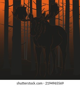 The big moose walking through the forest, black silhouettes, red sunset. Vector illustration.