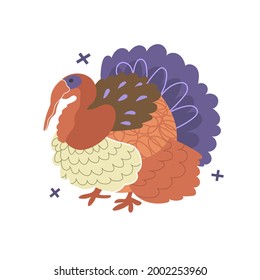 Big multicolored turkey. Isolated on white background. Flat, cartoon, vector illustration. Funny animals on the farm. Beautiful bird, home pats, village, farming.