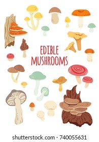 Big mushrooms set. Different edible mushrooms vector illustration for game, cooking, menu, kitchen book. 