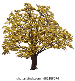 Big oak (Quercus) with yellow leaves on a white background in the color vector image