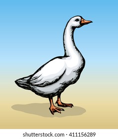 Big old curious fluffy water Anser swan family Anserinae stand on sand isolated on blue sky backdrop. Freehand color hand drawn image sketchy in art scribble style. Closeup view with space for text