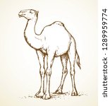 Big old cute funny enduring herbivore pet stand on sky backdrop. Freehand line black ink hand drawn eastern livestock trip logo sketchy in art doodle retro style pen on paper space for text. Side view