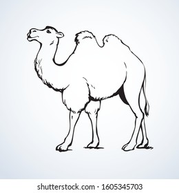 Big old cute funny enduring herbivore pet stand on sky backdrop. Freehand line black ink hand drawn eastern livestock trip logo sketchy in art doodle retro style pen on paper space for text. Side view