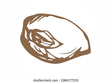 Big old dry theobroma set on white backdrop. Outline black ink hand drawn menu object logo pictogram emblem design sketchy in art antique doodle etched style pen on paper space for text. Closeup view