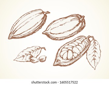 Big old dry theobroma set on white backdrop. Outline black ink hand drawn menu object logo pictogram emblem design sketchy in art antique doodle etched style pen on paper space for text. Closeup view
