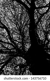 Big old oak texture. EPS10 vector.