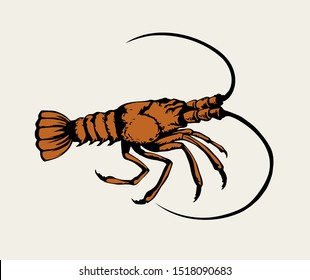 Big old red anthropod panulirus mudbug set on white background. Bright orange color hand drawn logo pictogram emblem insignia in art cartoon engrave retro print style. Closeup view with space for text