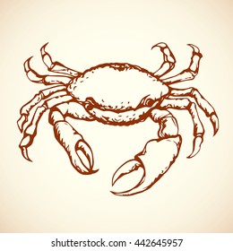 Big old red decapod Brachyura nipper chelae isolated on white background. Freehand outline ink hand drawn picture sketchy in art scribble retro style pen on paper. Closeup view with space for text