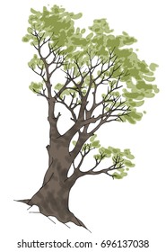 Big old tree with detailed twigs, with green leaves. Color vector illustration.