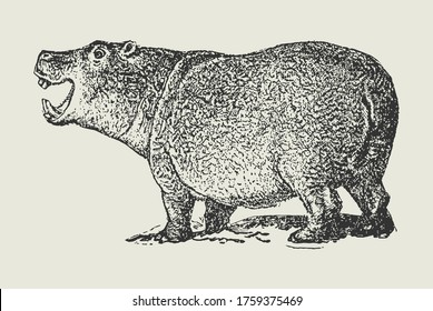 Big old Yawning Hippopotamus Vintage Engraving Vector