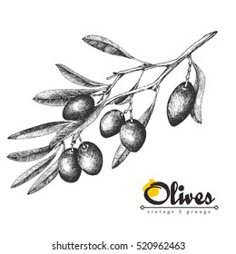 Big olive branch sketch vector illustration, olives hand drawn isolated, vintage olive tree with leaves over white background. Italian cuisine.