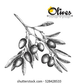 Big olive branch sketch vector illustration, olives hand drawn isolated, vintage olive tree with leaves over white background. Italian cuisine.