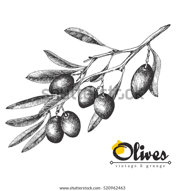 白い背景に大きなオリーブの枝のスケッチベクターイラスト オリーブ手描きのビンテージオリーブの木と葉 イタリア料理 のベクター画像素材 ロイヤリティ フリー