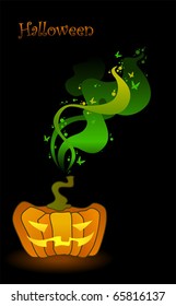 Big orange Jack-O-Lantern Pumpkins on black background.