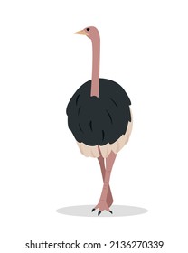 Big Ostrich bird staying on leg isolated on white background. African animal in zoo or wildlife. Flat or cartoon icon vector illustration for nature design.