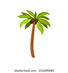 Big palm tree with coconut fruits and green leaves. Landscape element for mobile game. Tropical plant. Flat vector icon