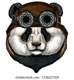 Gran panda, retrato de oso de bambú. Cara de un animal lindo. Cabeza del oso. Aviador volando casco de cuero con googles.