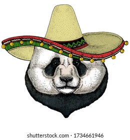 Big panda, bamboo bear portrait. Sombrero mexican hat. Face of cute animal. Bear head.