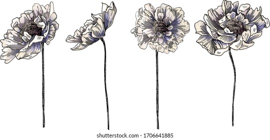 Flores de peones grandes, flores de peony separadas con gráficos