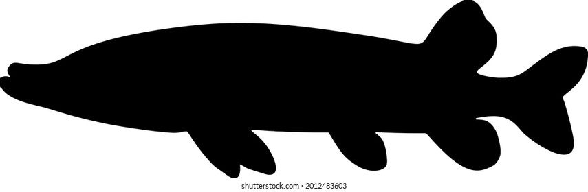 Big pike for fishing. Vector image.