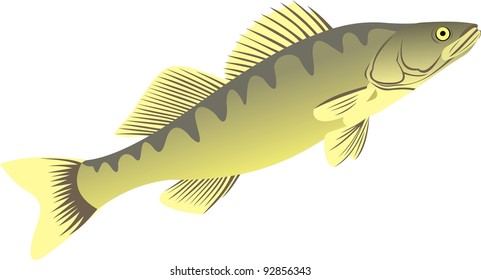 The big pike perch