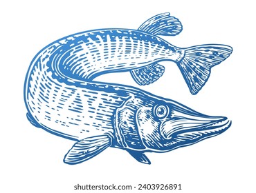 Big pike is swimming. Predatory fish in water. Hand drawn aquatic animal vector illustration