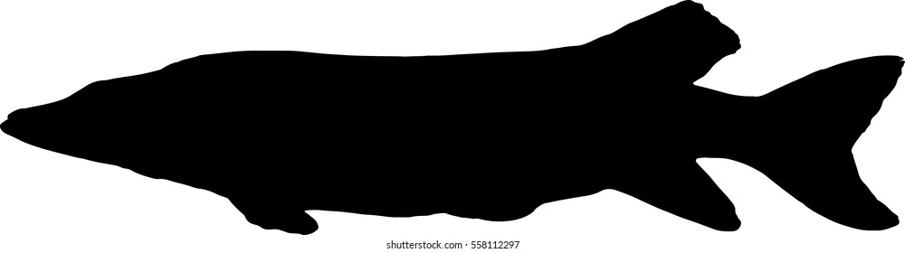 the big pike vector silhouette on white background