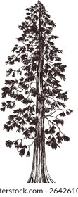 Gran árbol de pino ilustración dibujado a mano