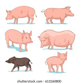 Big pink pigs set on a white background. Realistic colored sketch vector illustration of farm pigs.