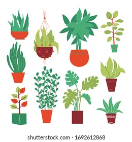 Big plants collection. House plants. Hand drawn vector art. Set of  vector house indoor plant