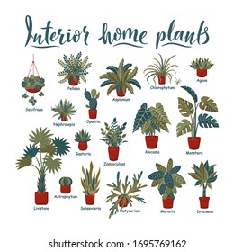 Big plants collection. Interior potted plants with plant names. Urban jungle, trendy home decor with plants. Succulents, cactus, fern, tropical leaves. Set of indoor plant vector. Cozy home