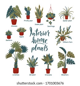 Big plants collection. Interior potted plants with plant names. Urban jungle, trendy home decor with plants. Succulents, cactus, fern, tropical leaves. Set of indoor plant vector. Cozy home