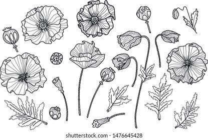 Big poppy set. Flowers, buds, leaves, dry poppy. 