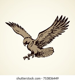 Big pride Hieraaetus accipitrine fly on white sky background. Freehand line brown ink hand drawn logo emblem sketchy in art vintage scribble graphic style pen on paper. Closeup view and space for text