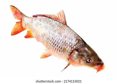 Big raw carp fish. Graphic, colored hand-drawn sketch. Imitation of watercolor painting. Vector illustration. River fish isolated on white background