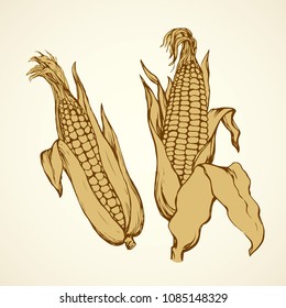 Big raw yellow sweetcorn maise on white backdrop. Fresh tasty diet produce. Freehand linear black ink hand drawn logo emblem sketchy in art retro doodle style pen on paper with space for text