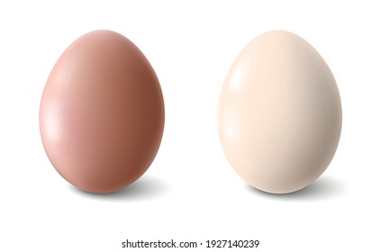 Big realistic chicken eggs with shadow on white background - Vector illustration