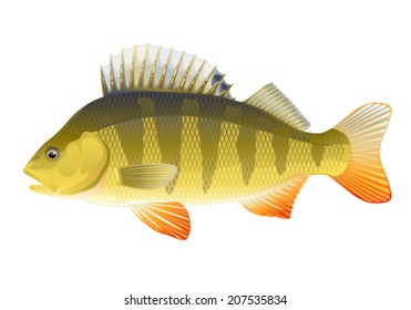 Big realistic european freshwater fish perch, isolated