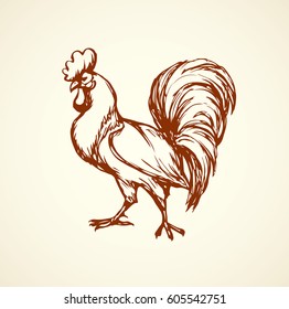 Big red gallus domesticus roster standing on light yard backdrop. Freehand linear dark ink hand drawn logo sketchy in art scribble retro style pen on paper. Closeup side view and space for text on sky