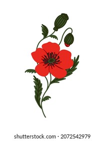 Big Red Poppy with Buds and green Leaves. Bright Wildflower. Remembrance day and Anzac Day symbol. Hand drawn graphic Floral illustration for Summer design. Simple Vector botanical element isolated